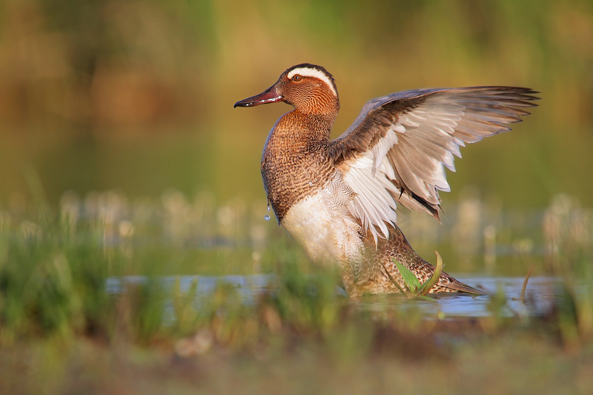Garganey