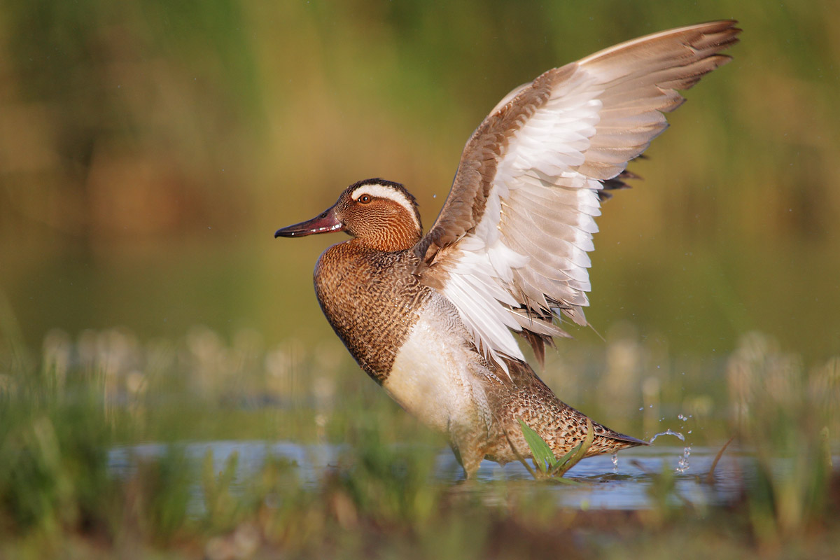 Garganey