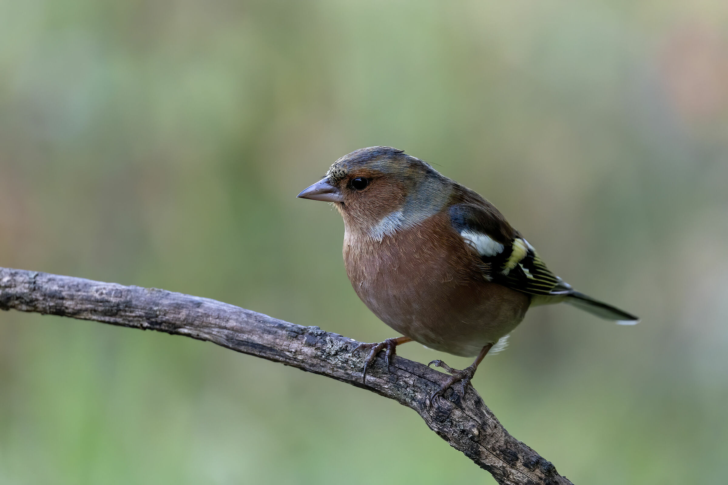 Chaffinch