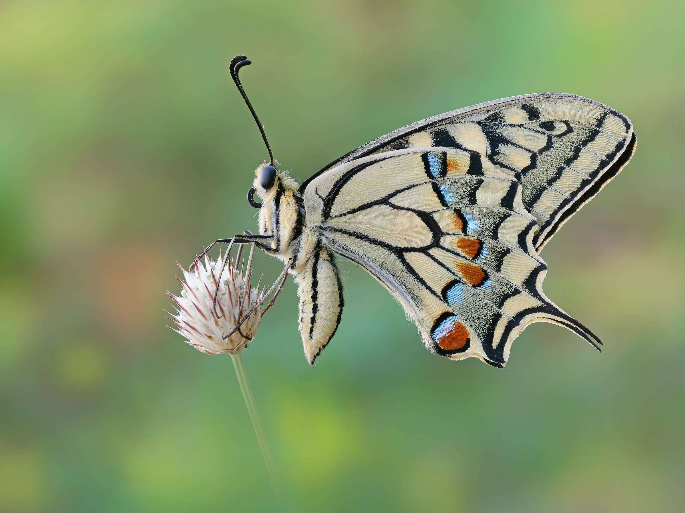 Papilio machaon (Linnaeus, 1758)