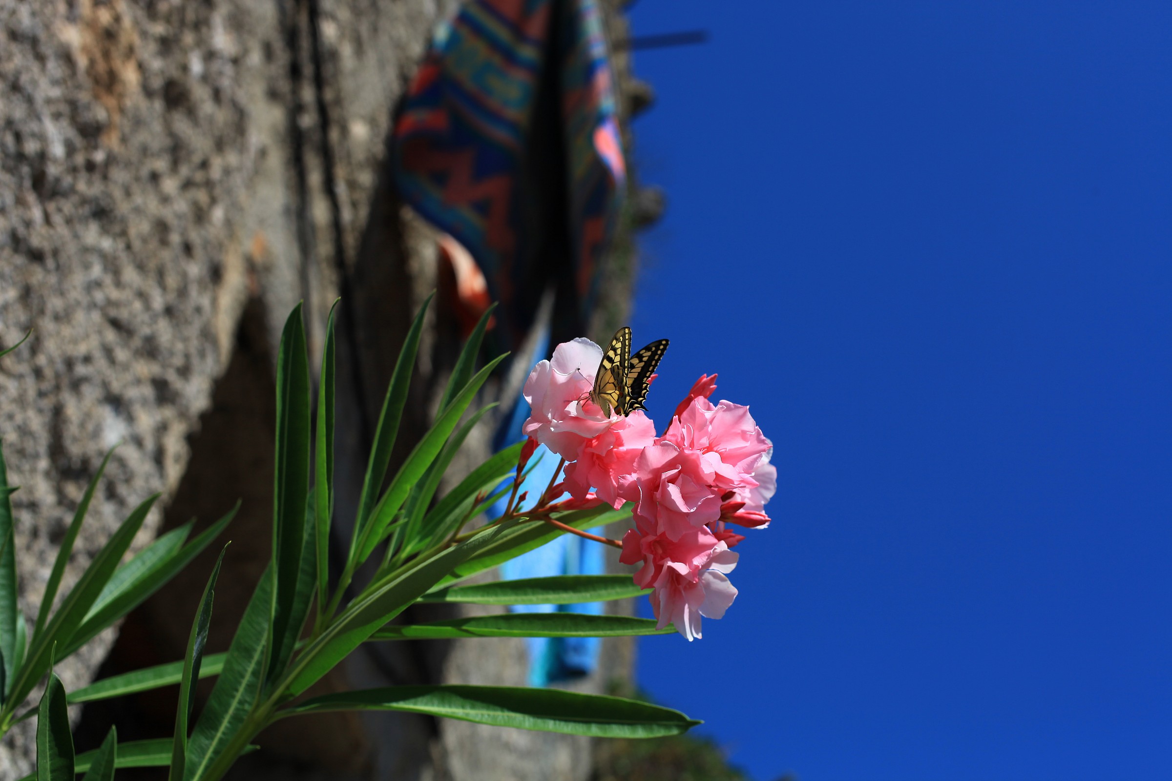 flower and butterfly