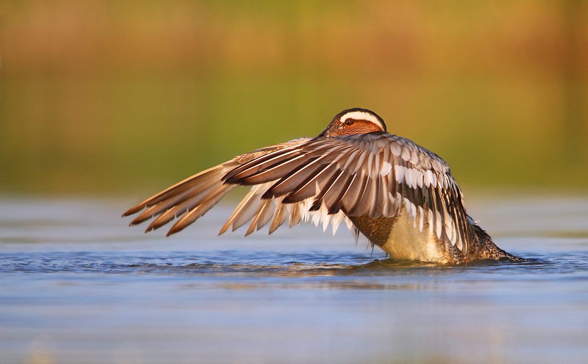 Garganey