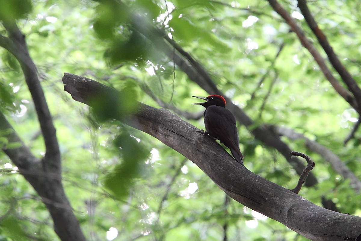 the call of the black woodpecker