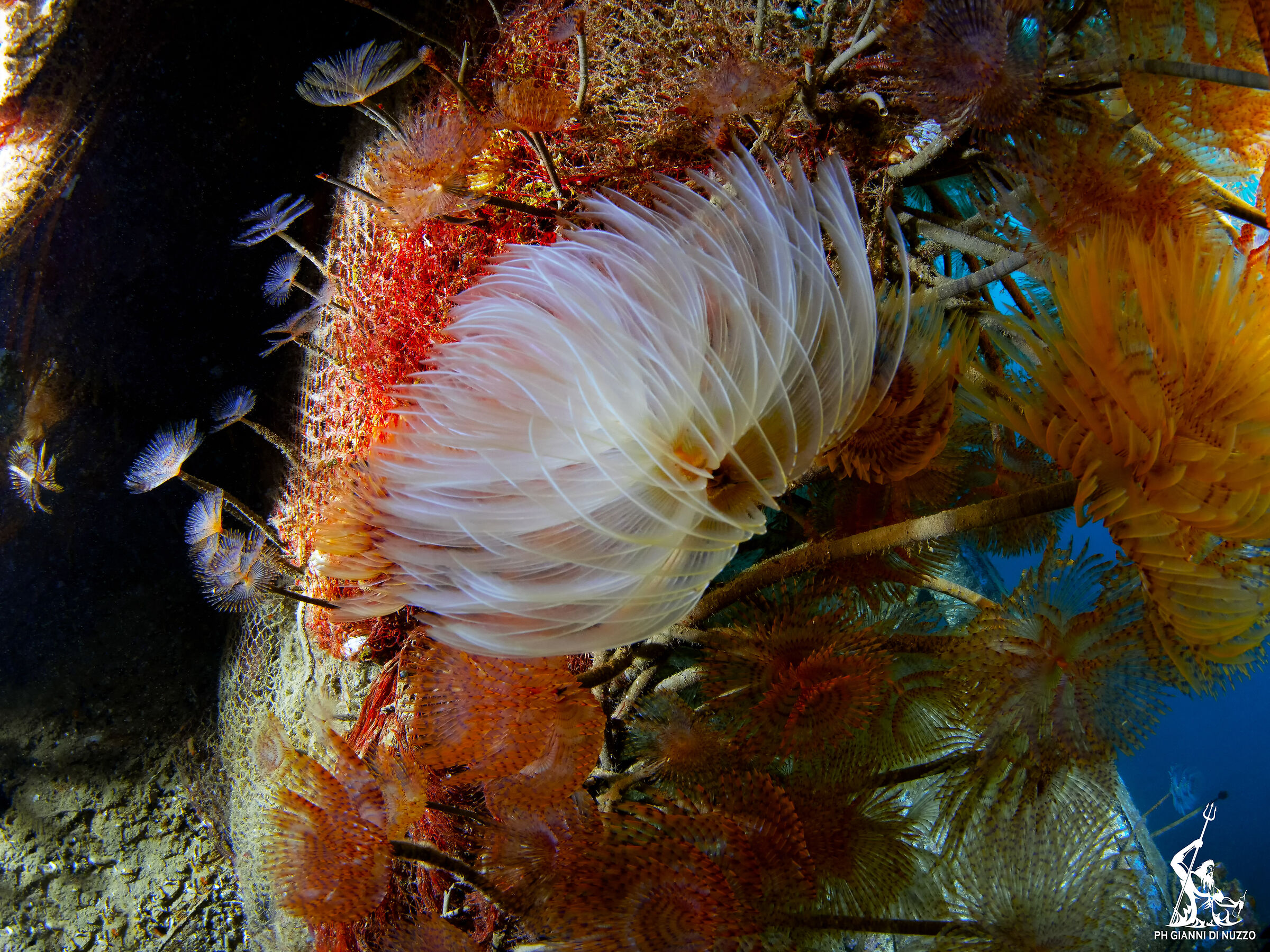 Sprirograph on wreck