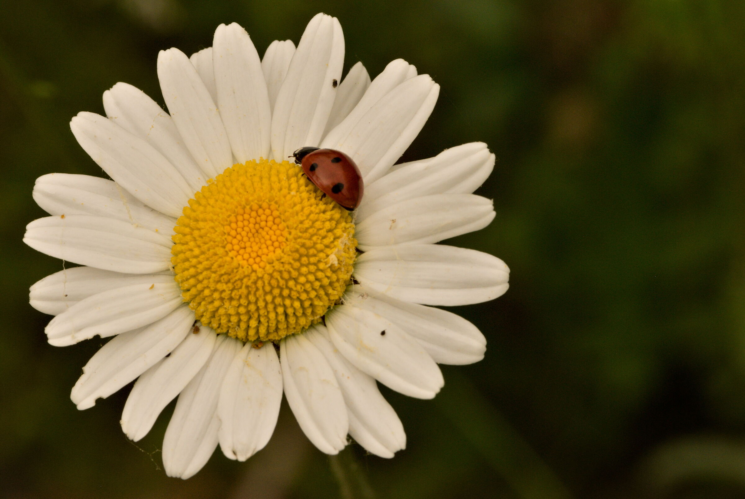 Chamomile makes me sleep