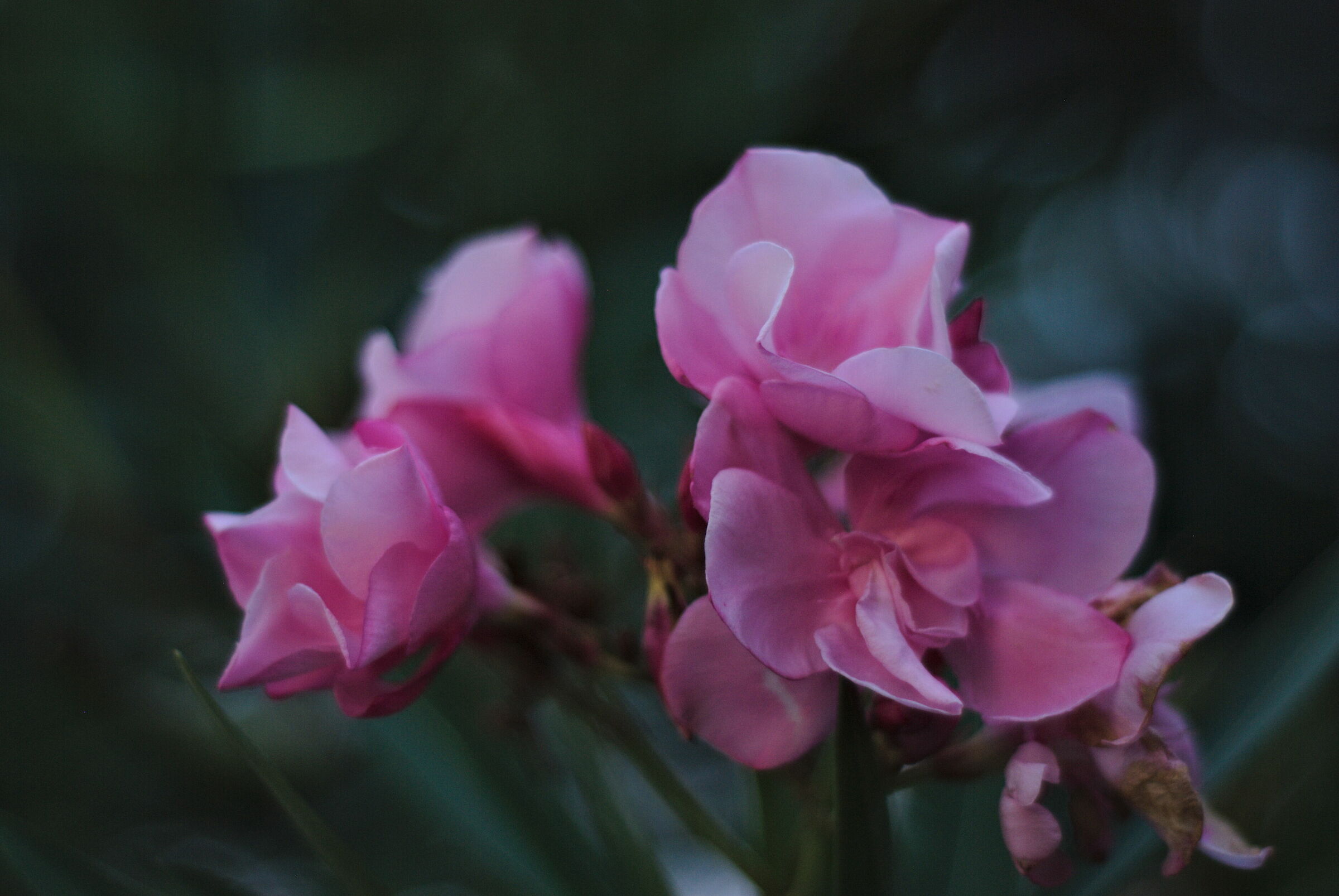 Fiori di Oleandro senza luce
