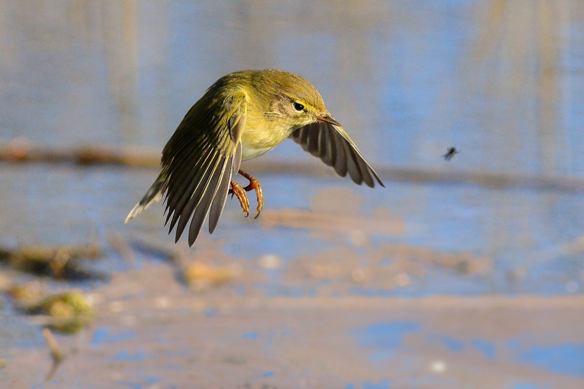 Moschino ... and the Willow