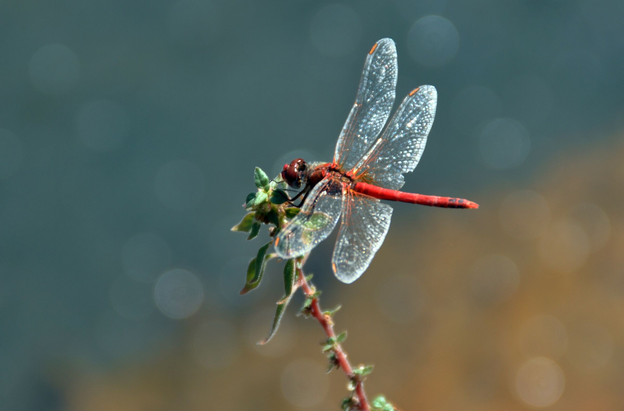 Libellula