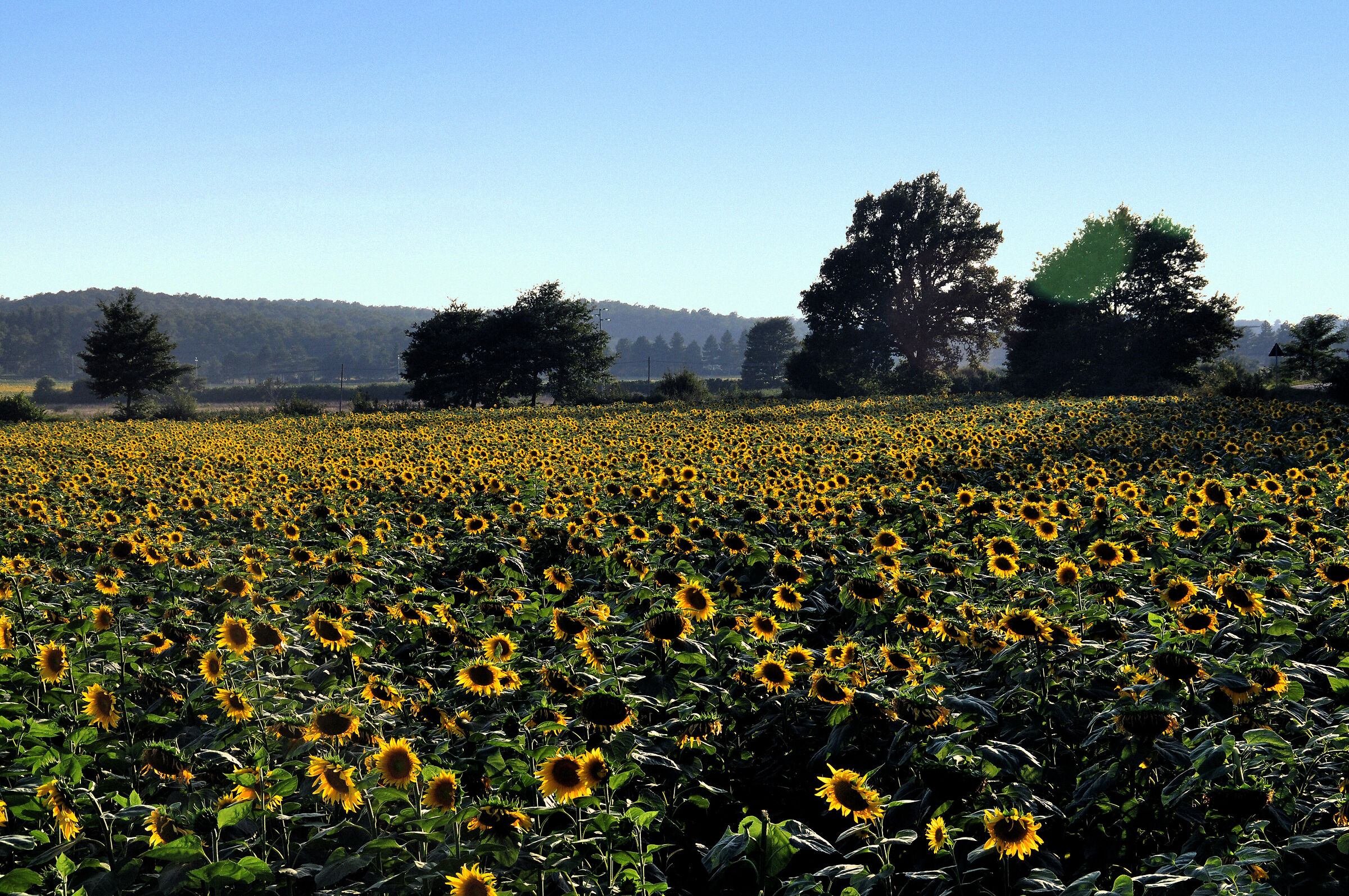 Field of sunflowers
