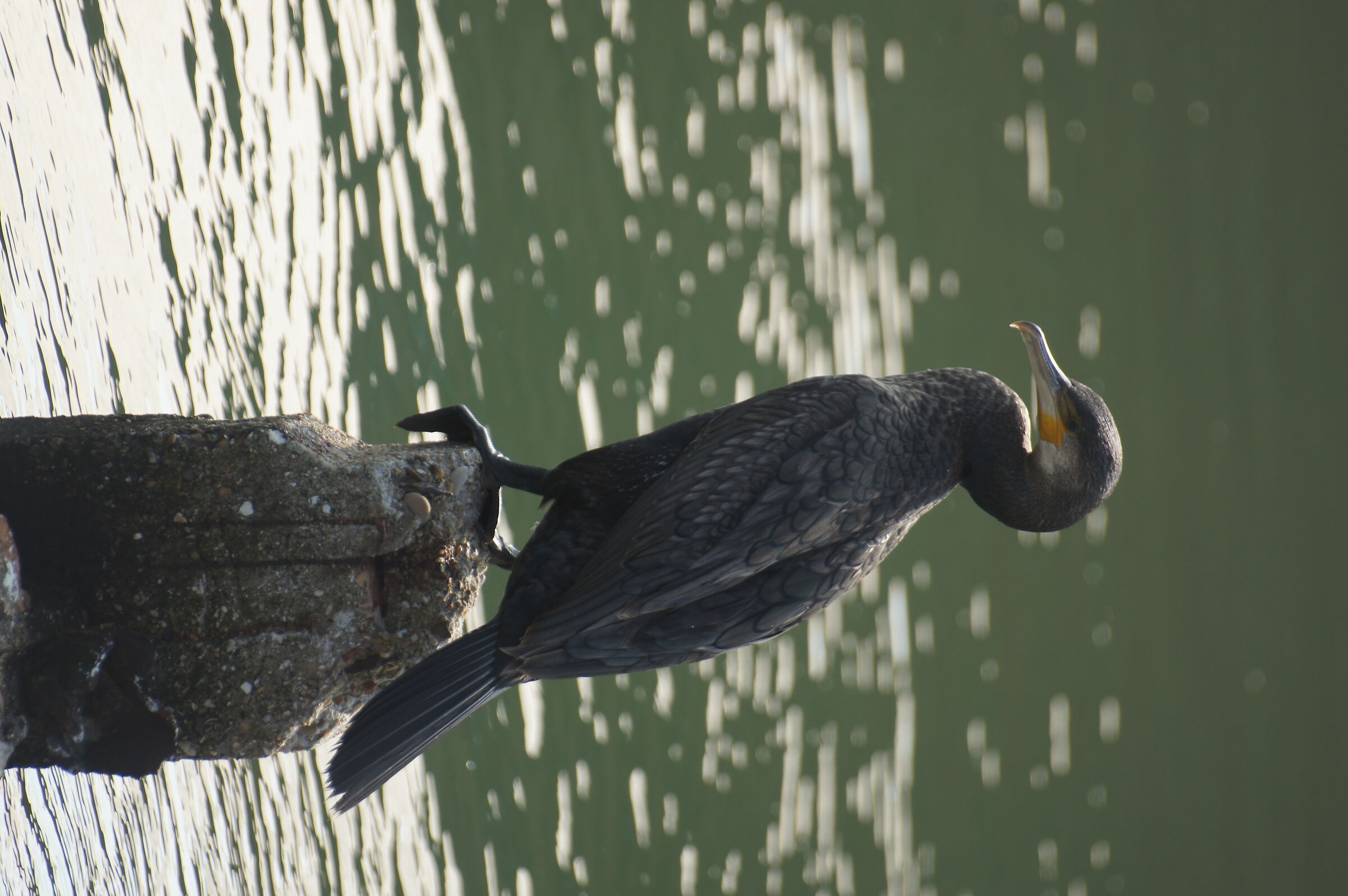 Cormorano a Cervia 2