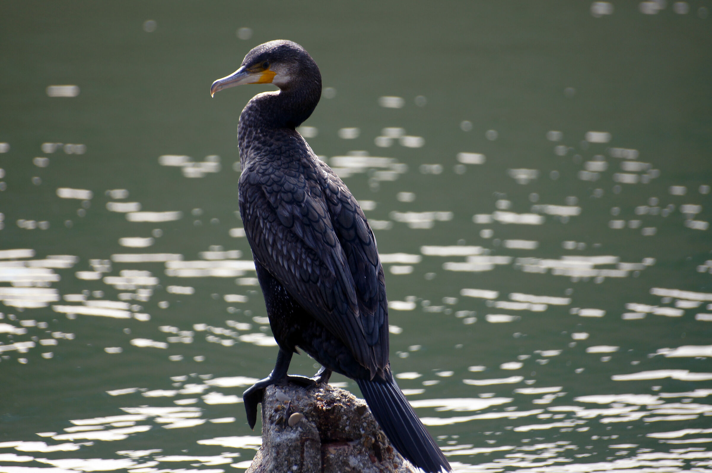 Cormorano a Cervia 1