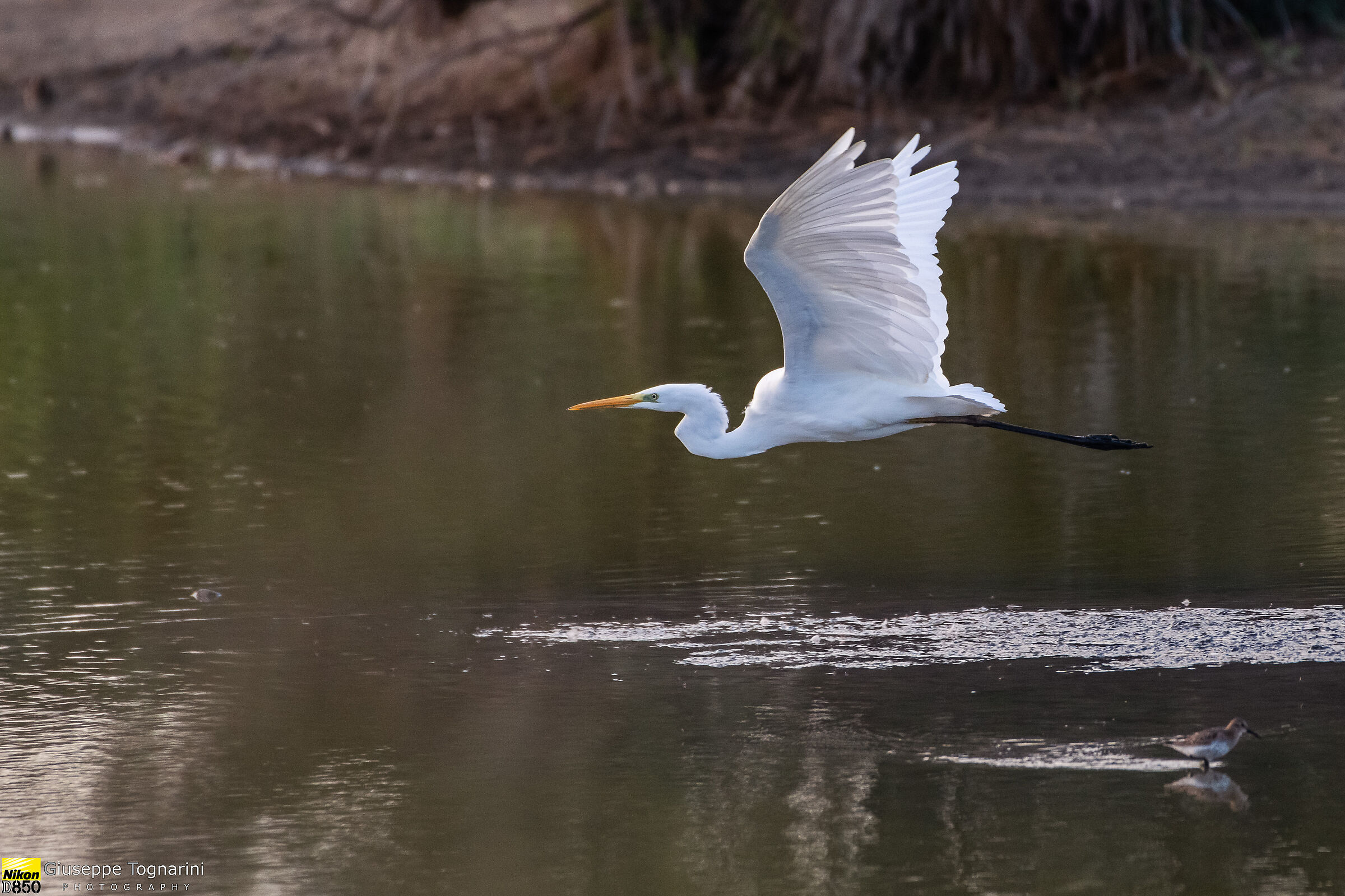 Airone bianco maggiore (Casmerodius alba Linnaeus)
