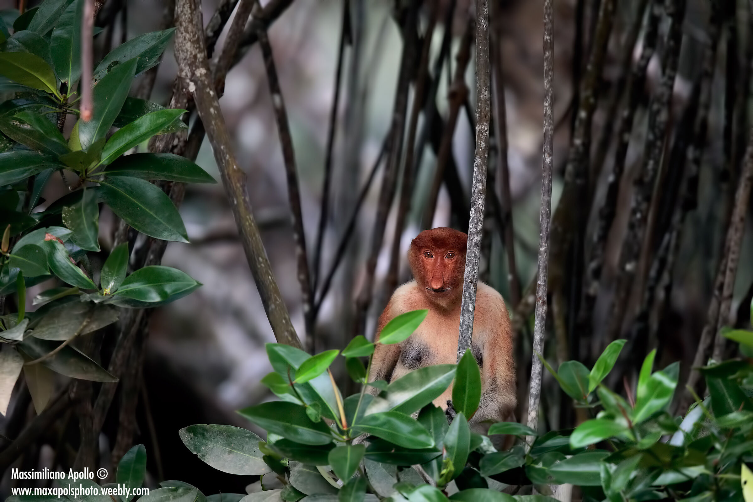 nasica nel suo territorio...