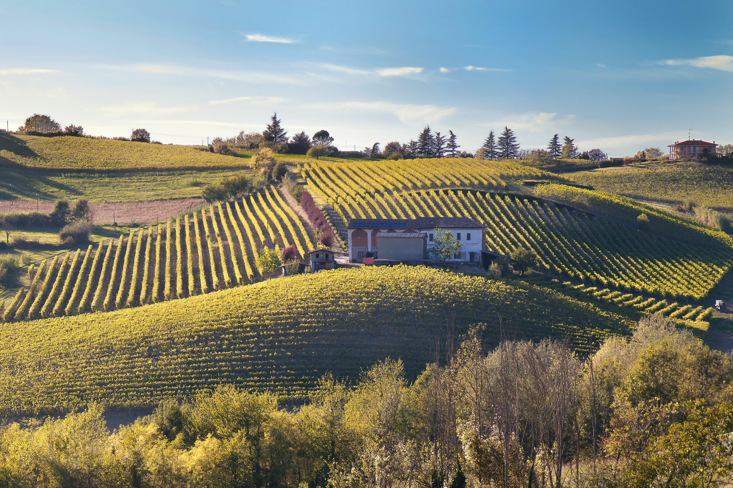 Le vigne del Barbera