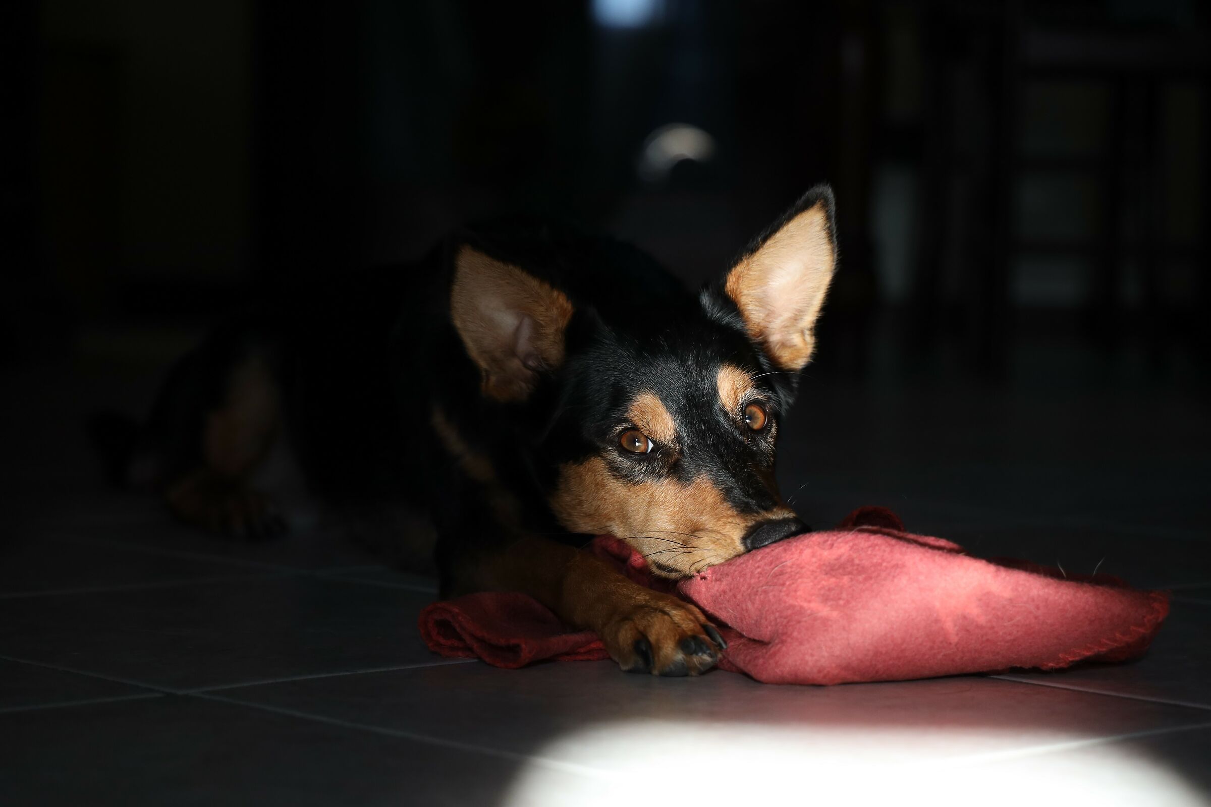 Blackie e la copertina