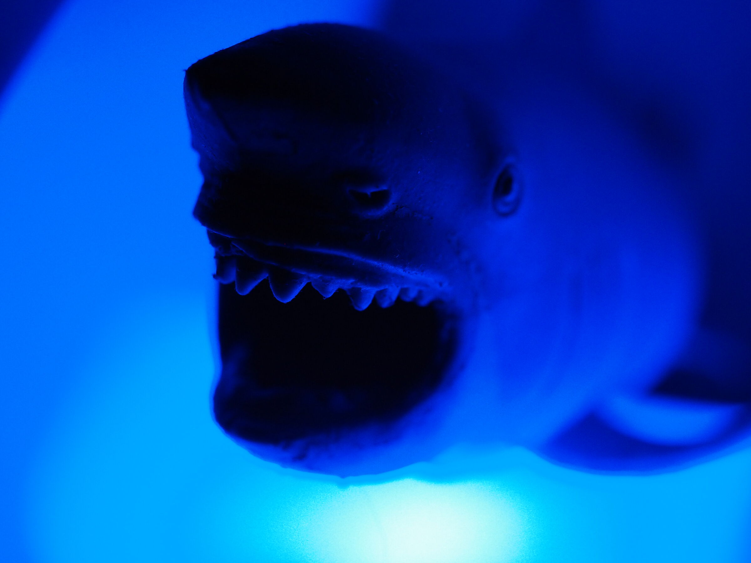 Squalo mostruoso blu