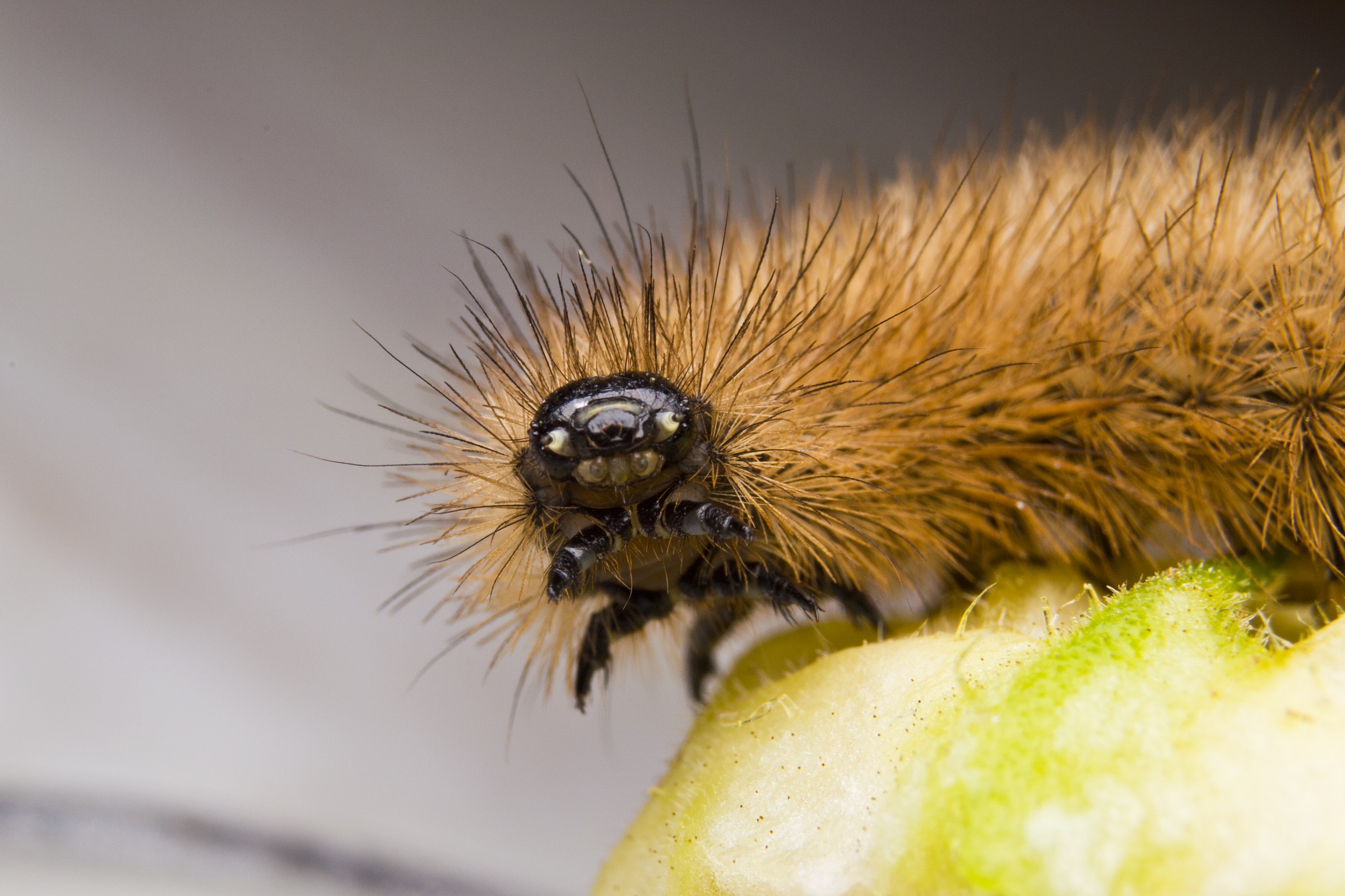 Caterpillar Phragmatobia fuliginosa