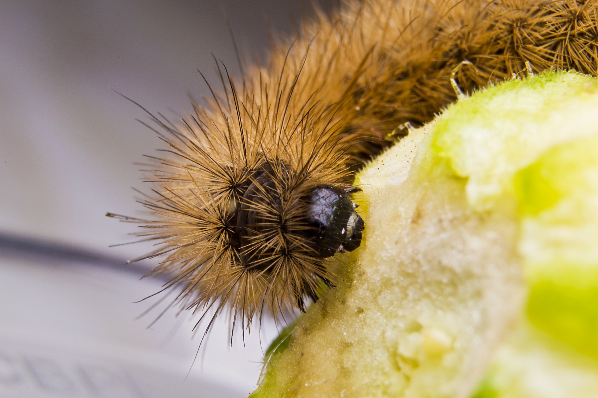 Caterpillar Phragmatobia fuliginosa