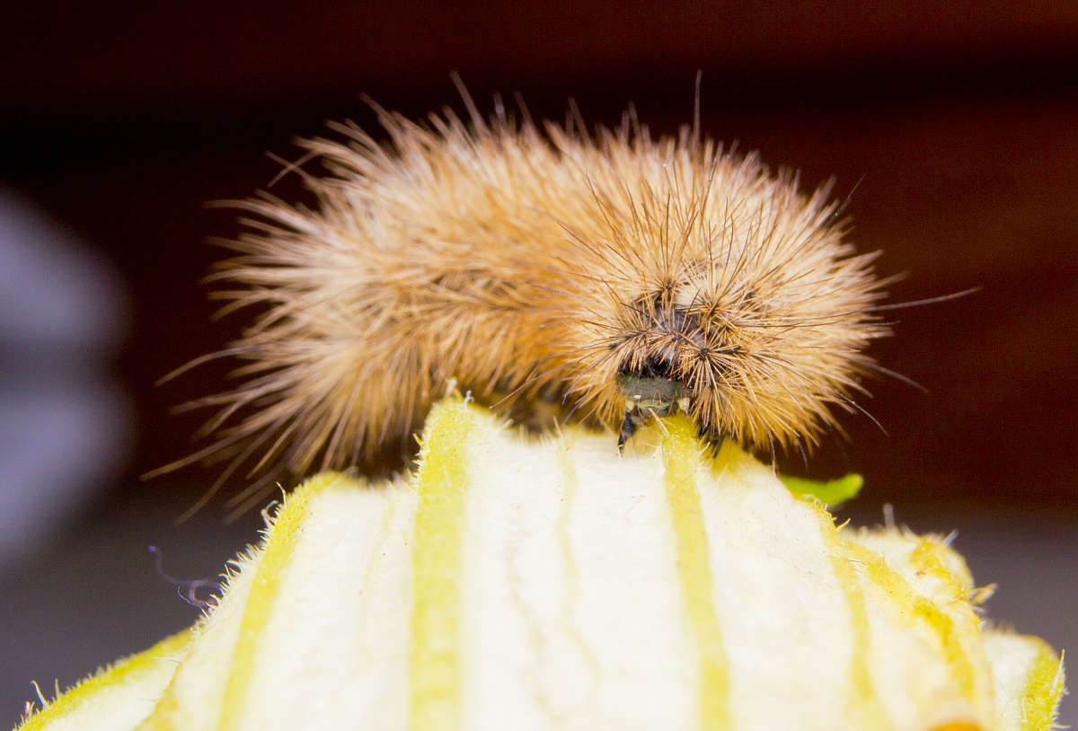 Caterpillar Phragmatobia fuliginosa