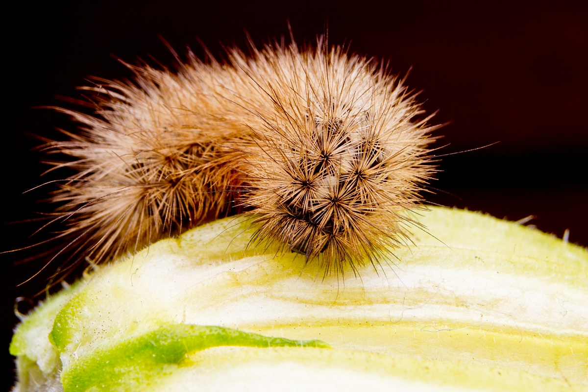 Caterpillar Phragmatobia fuliginosa