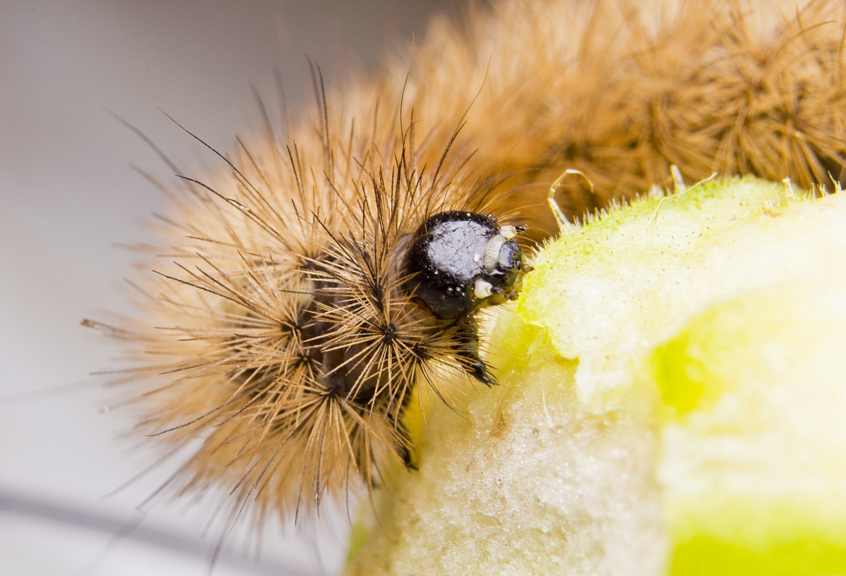 Caterpillar Phragmatobia fuliginosa