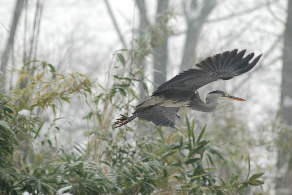 Grey Heron