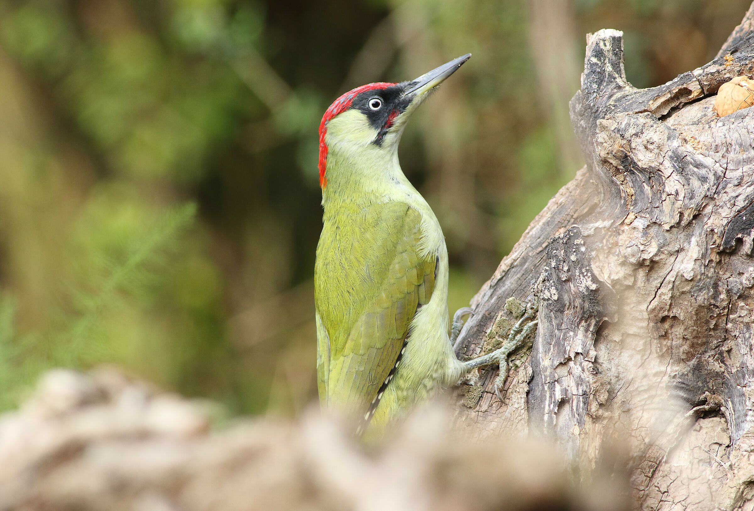 Green woodpecker