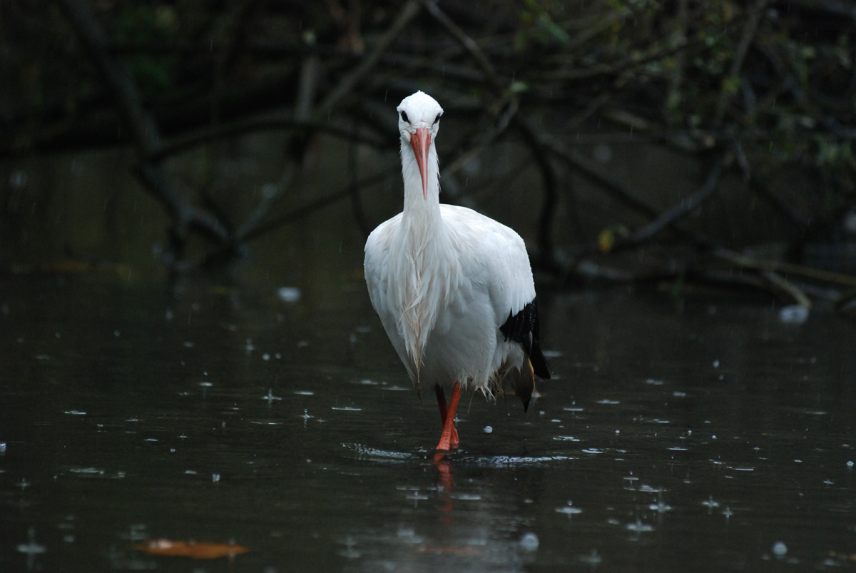 Stork 2