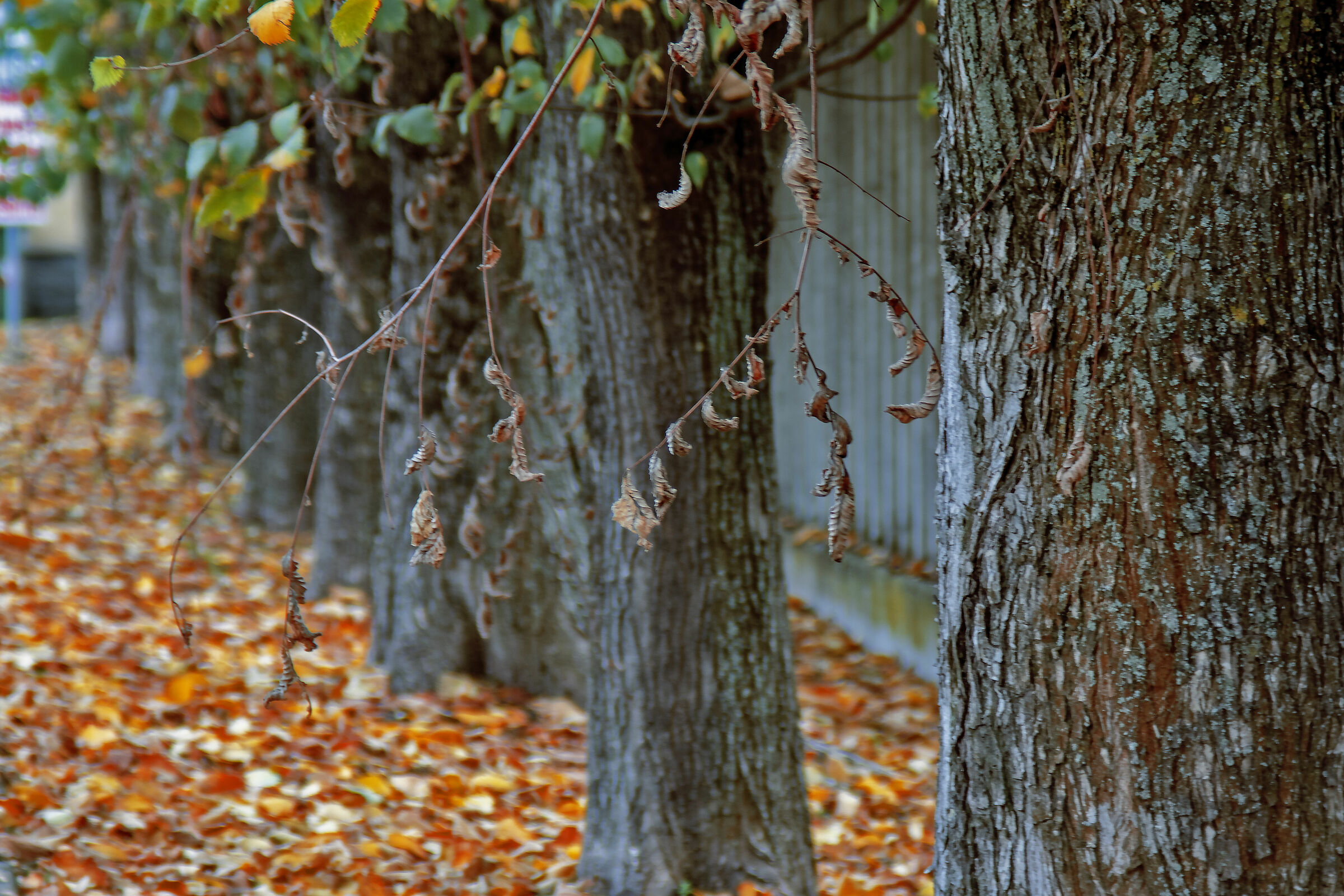 Autunno