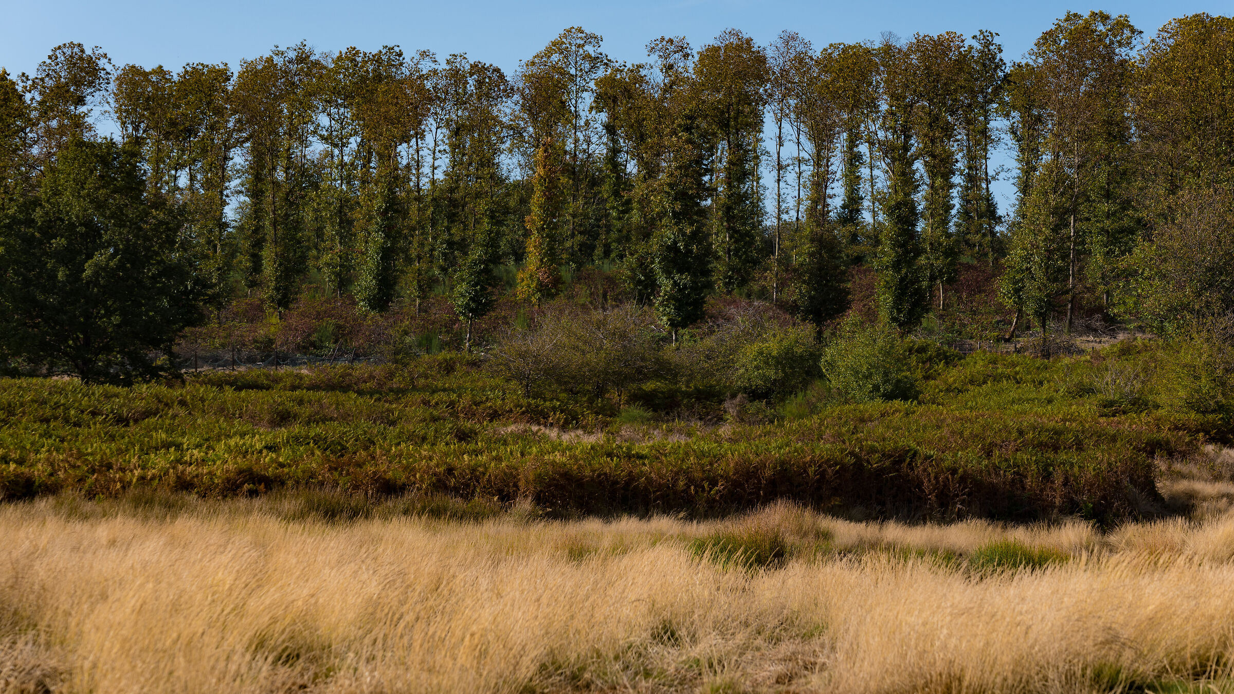 Giallo, verde e marrone