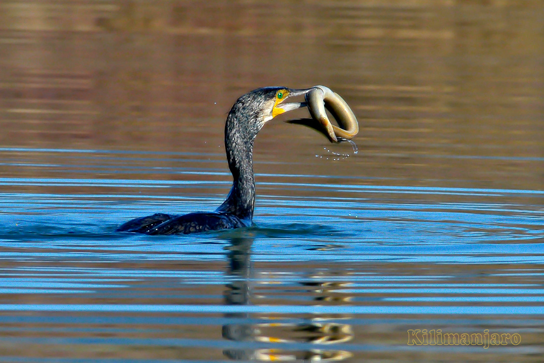 Cormorano con anguilla