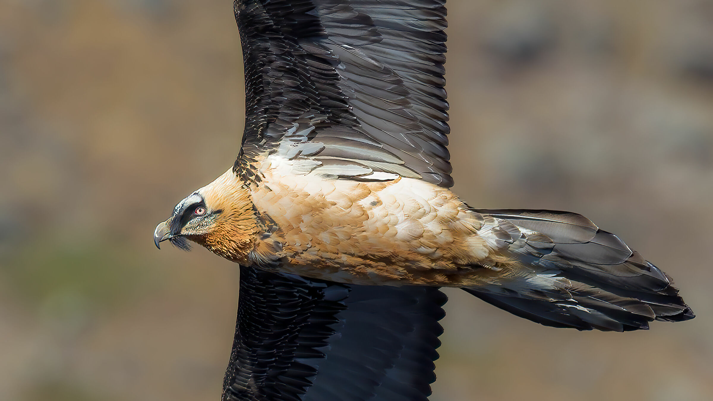 Adult Bearded Gipeto