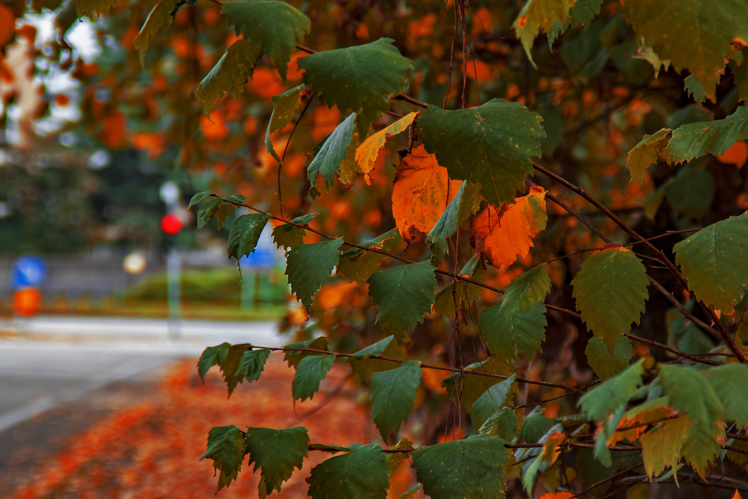 I colori dell'autunno