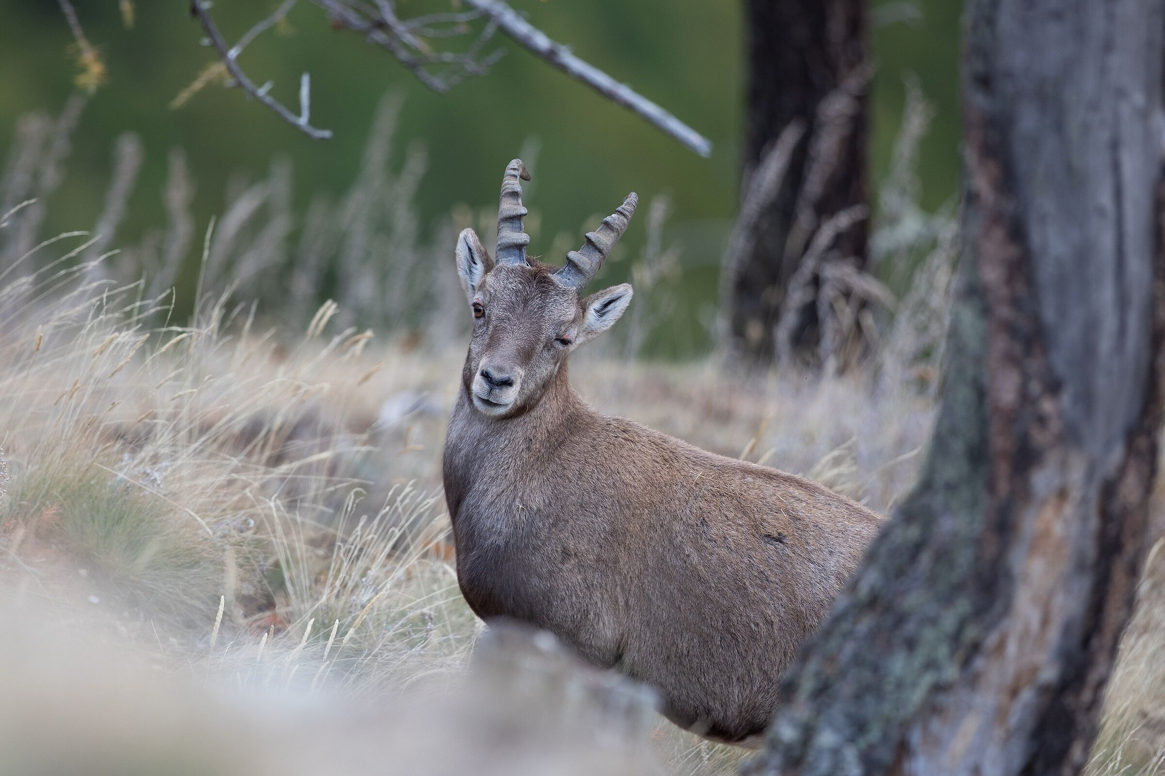 ...ci siamo intesi? ;-)