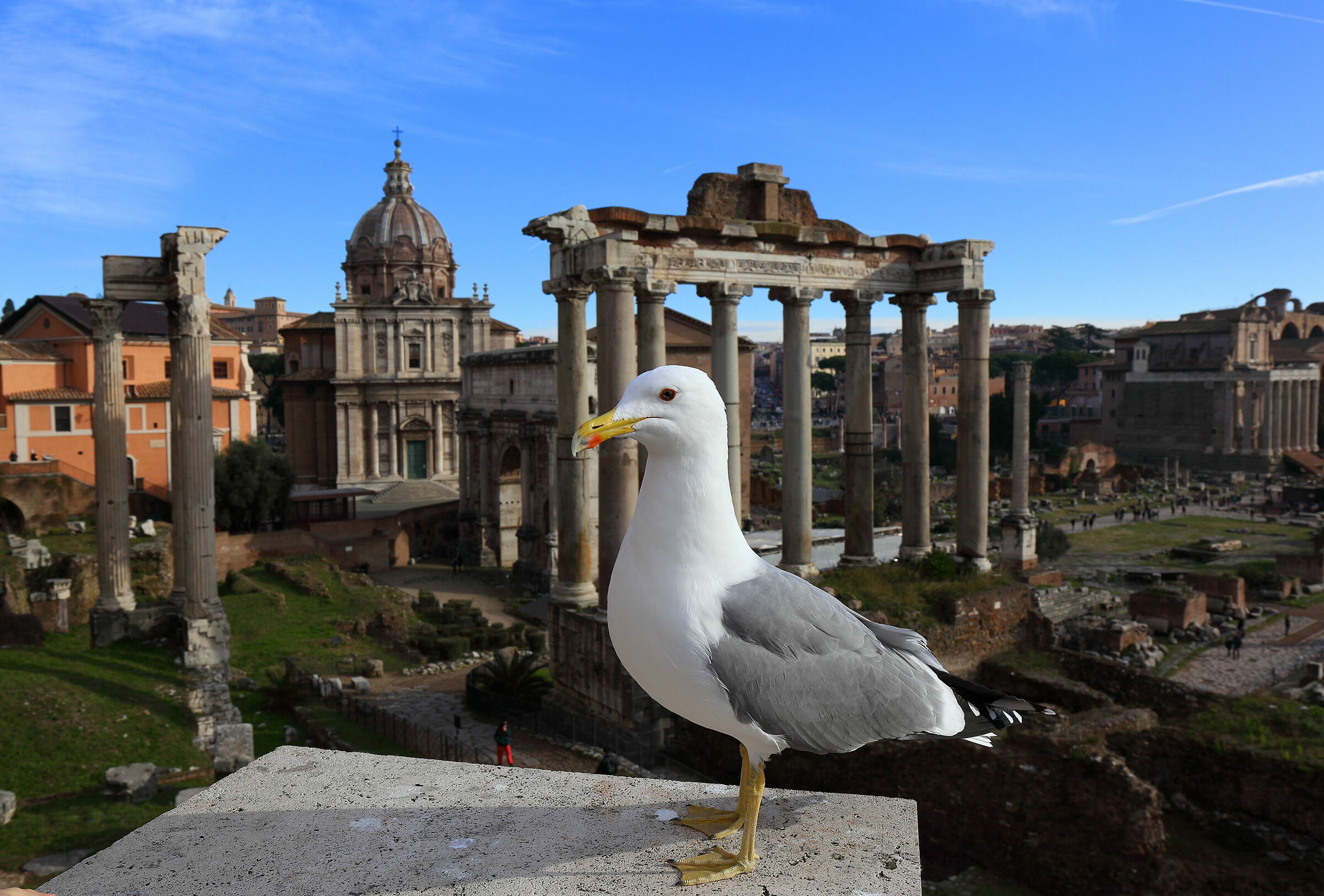 Seagull posing at the Imperial Forums