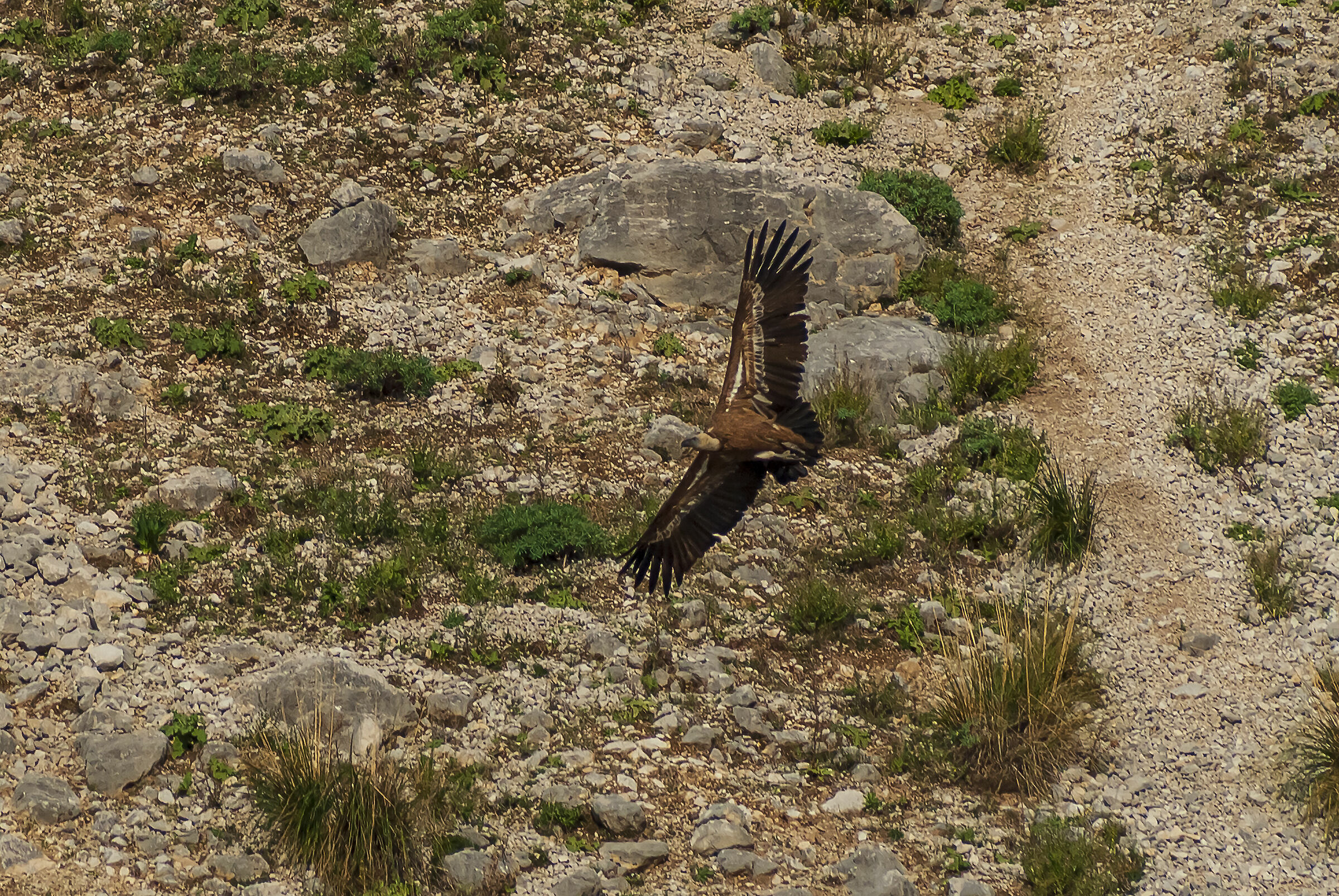 Griffin (Gyps fulvus)