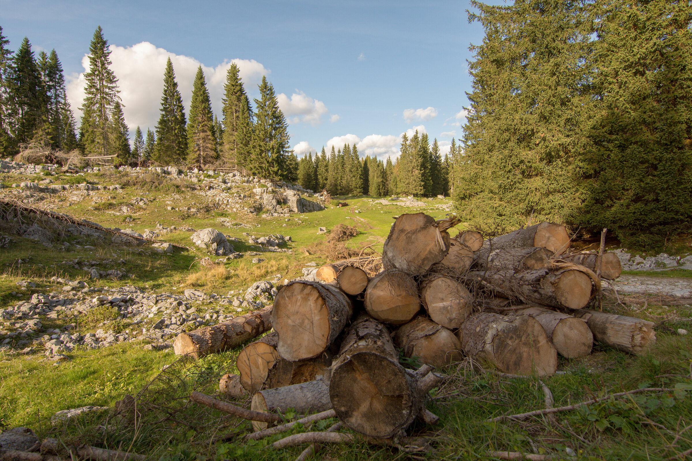 Logs cut after flood 2018