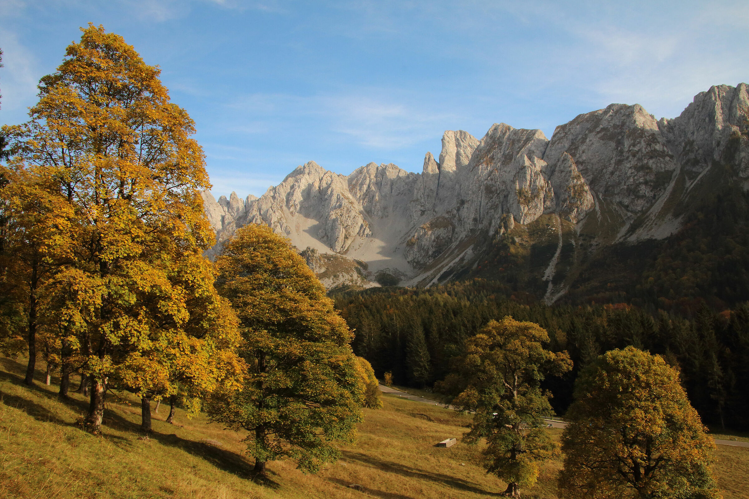 gli aceri dei Campelli