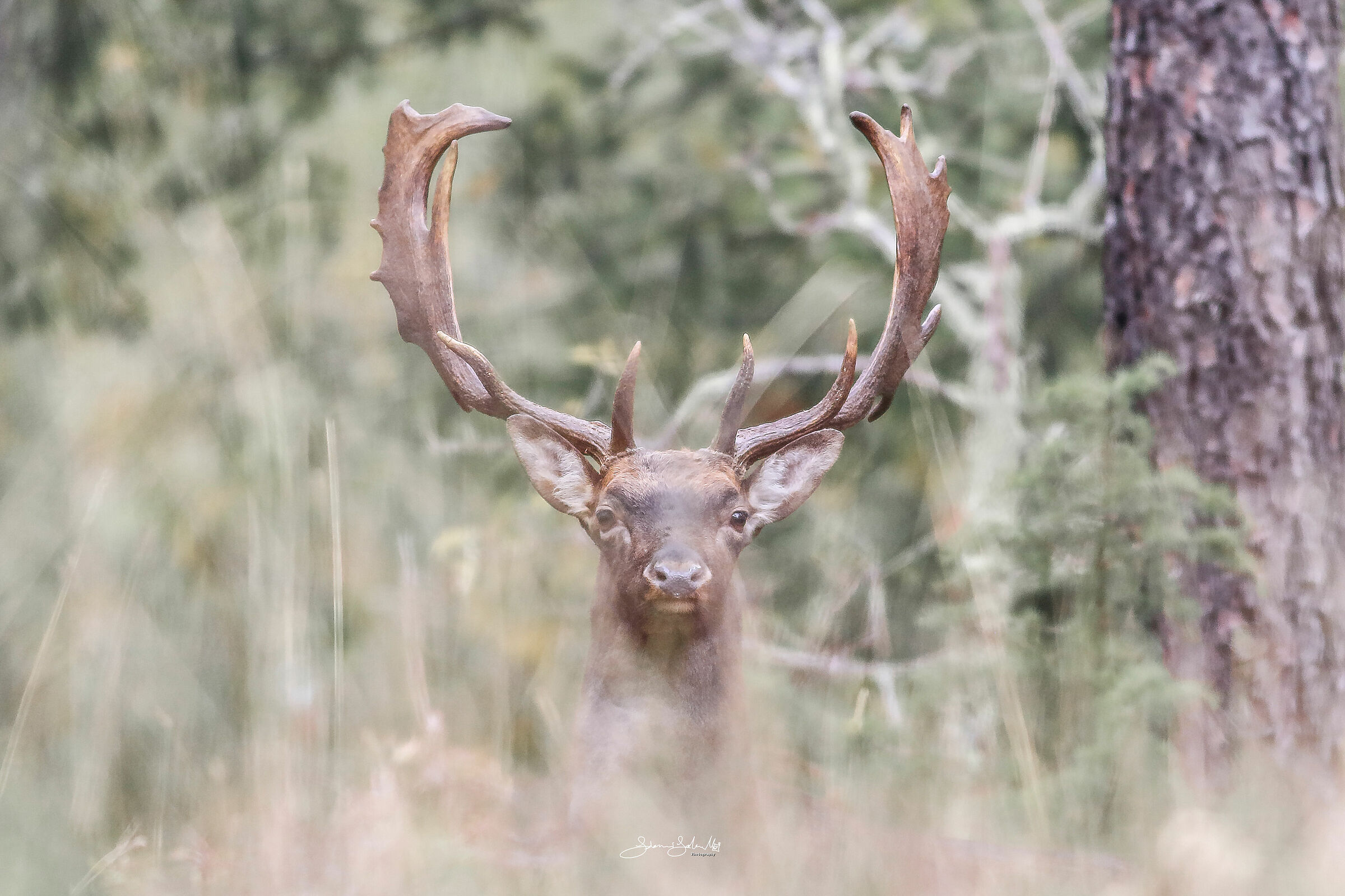 The spirit of the forest (Dama dama, Linnaeus, 1758)