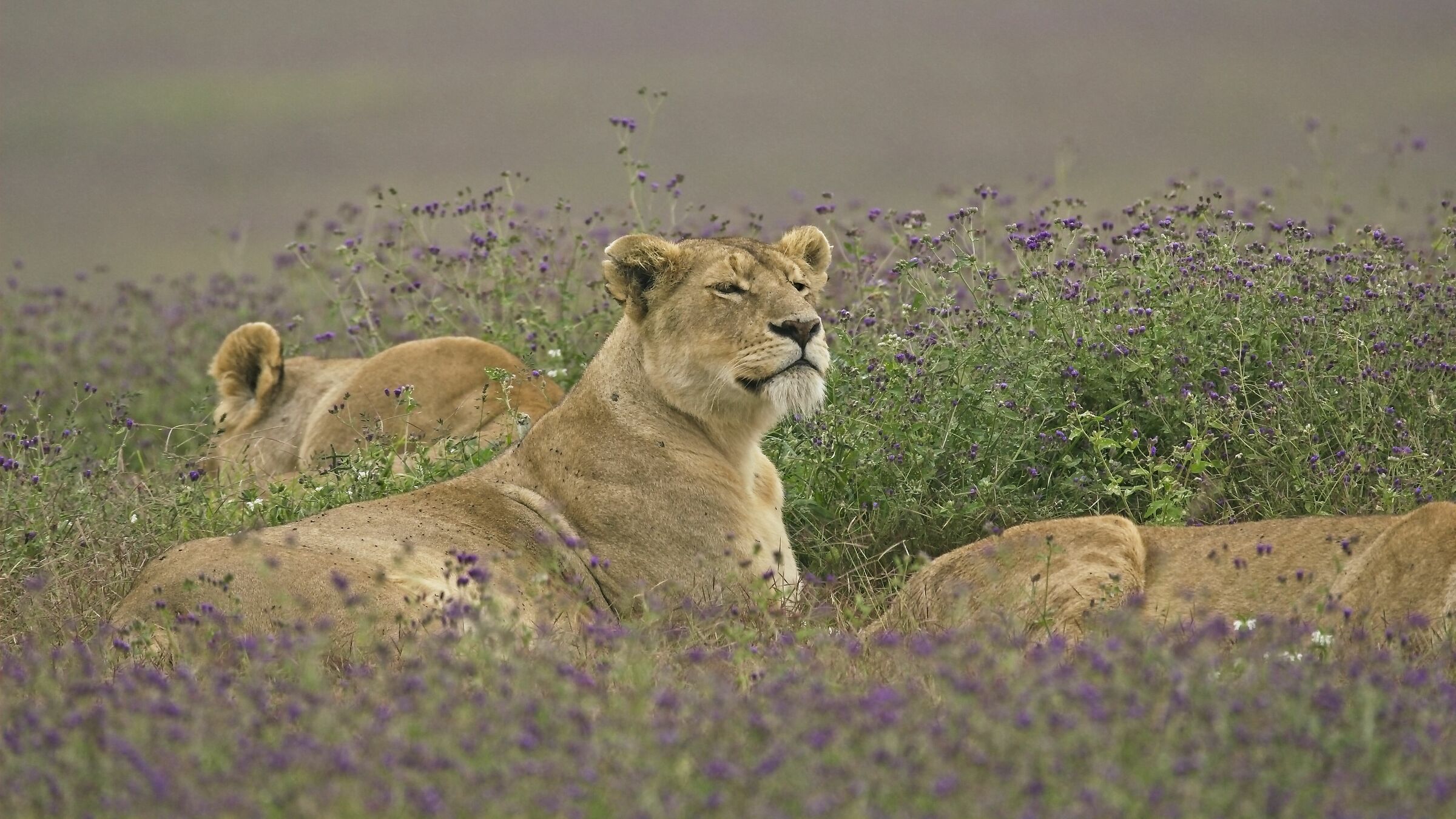 flower season in ngorongoro