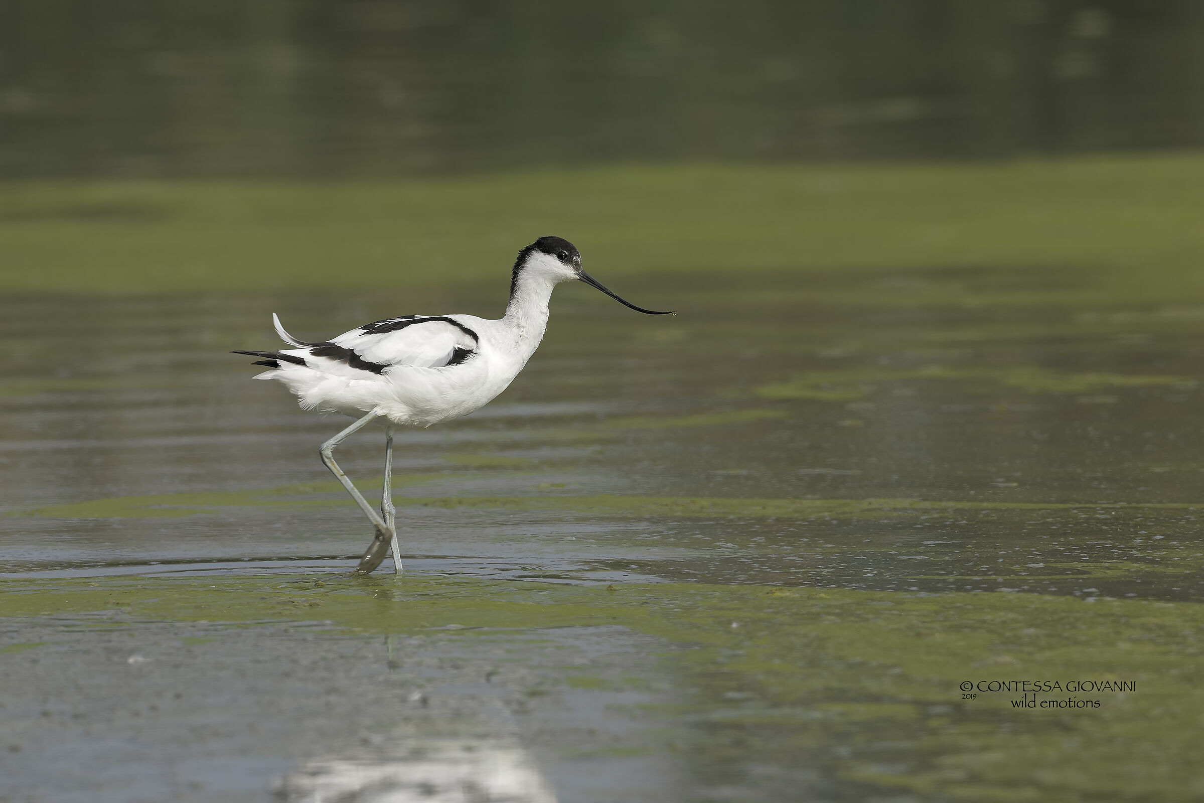 Avocetta