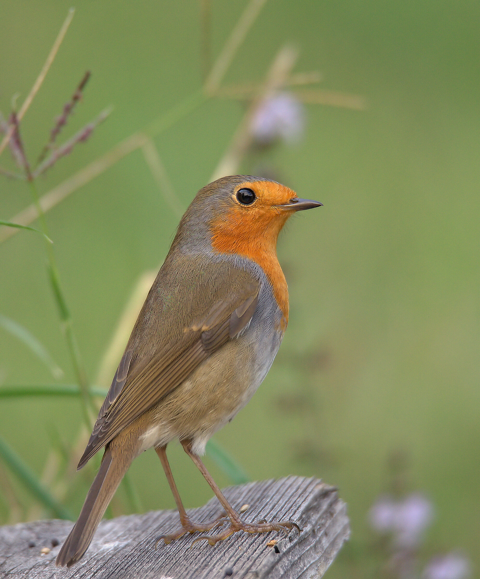 Robin