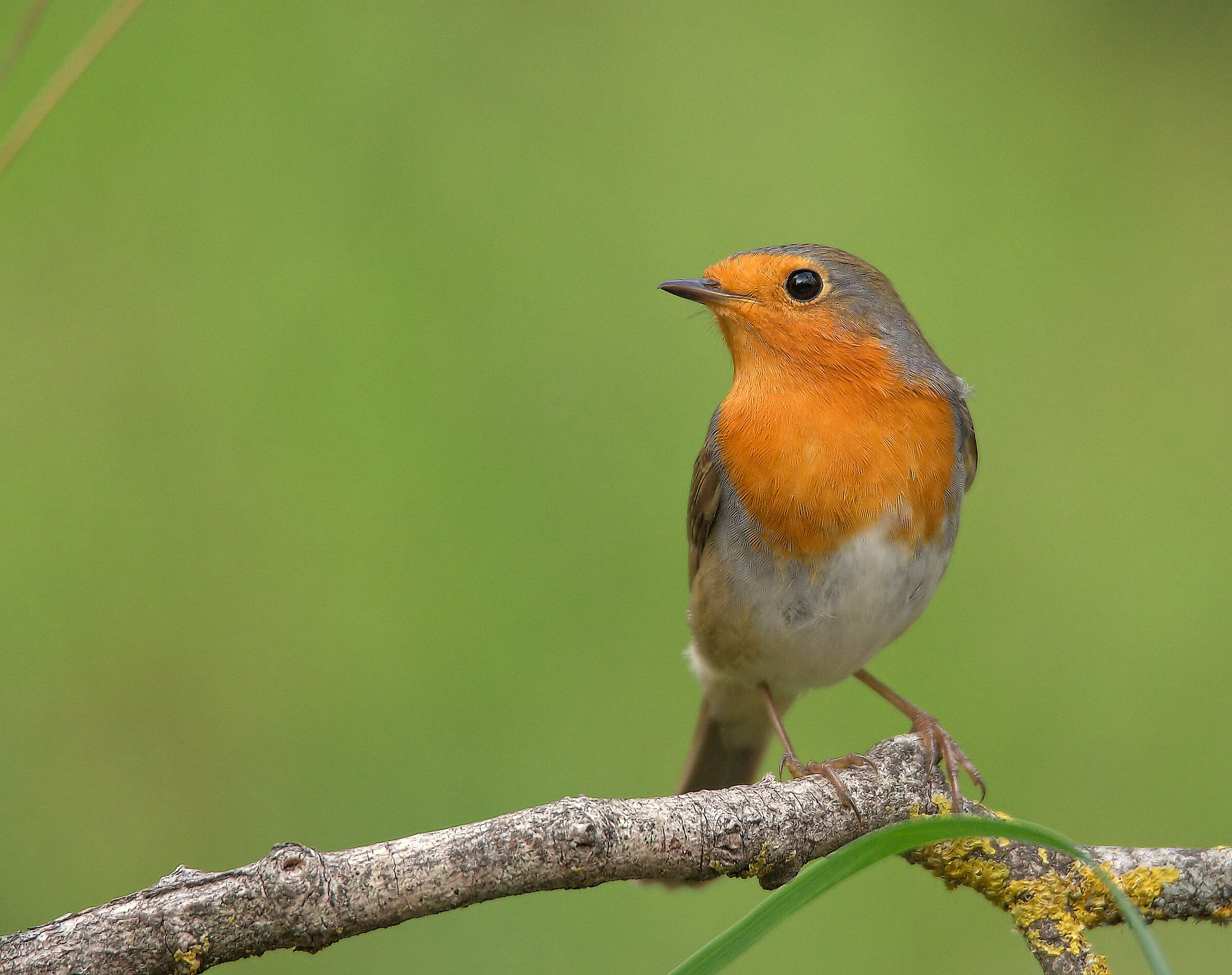 Robin