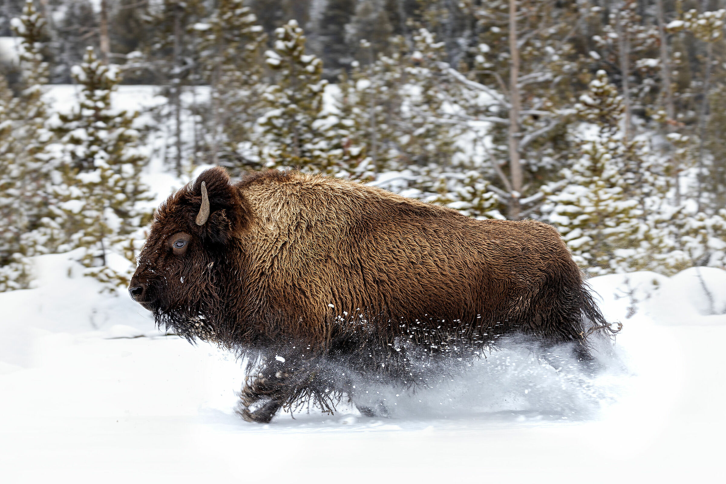 Crazy and wild freedom