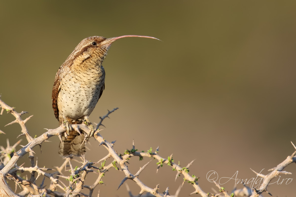 Torcicollo lingualunga