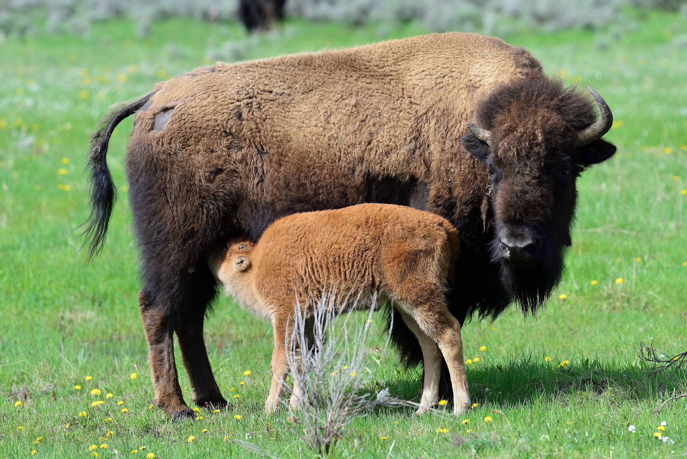 Prova Tamron 150-600 VC