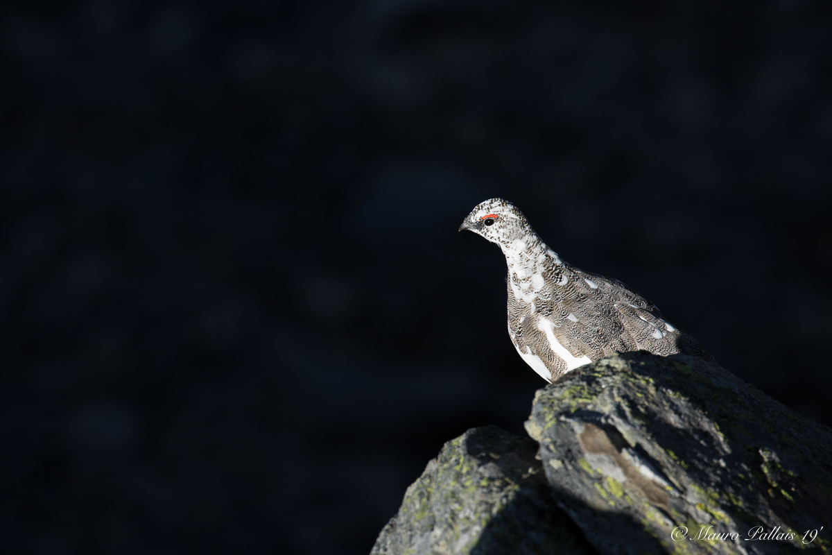 the last ray of sunshine