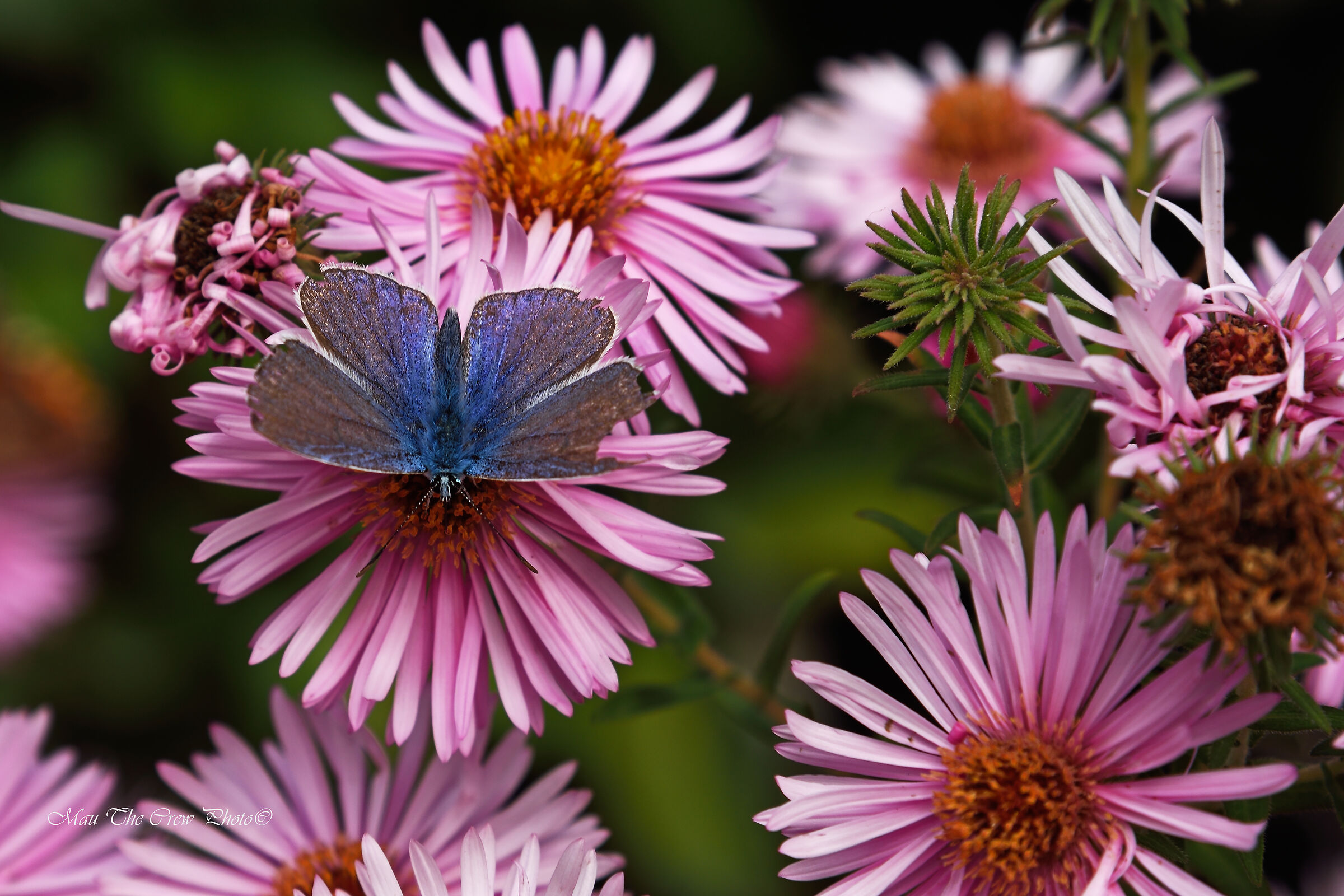 Farfalla su settembrini
