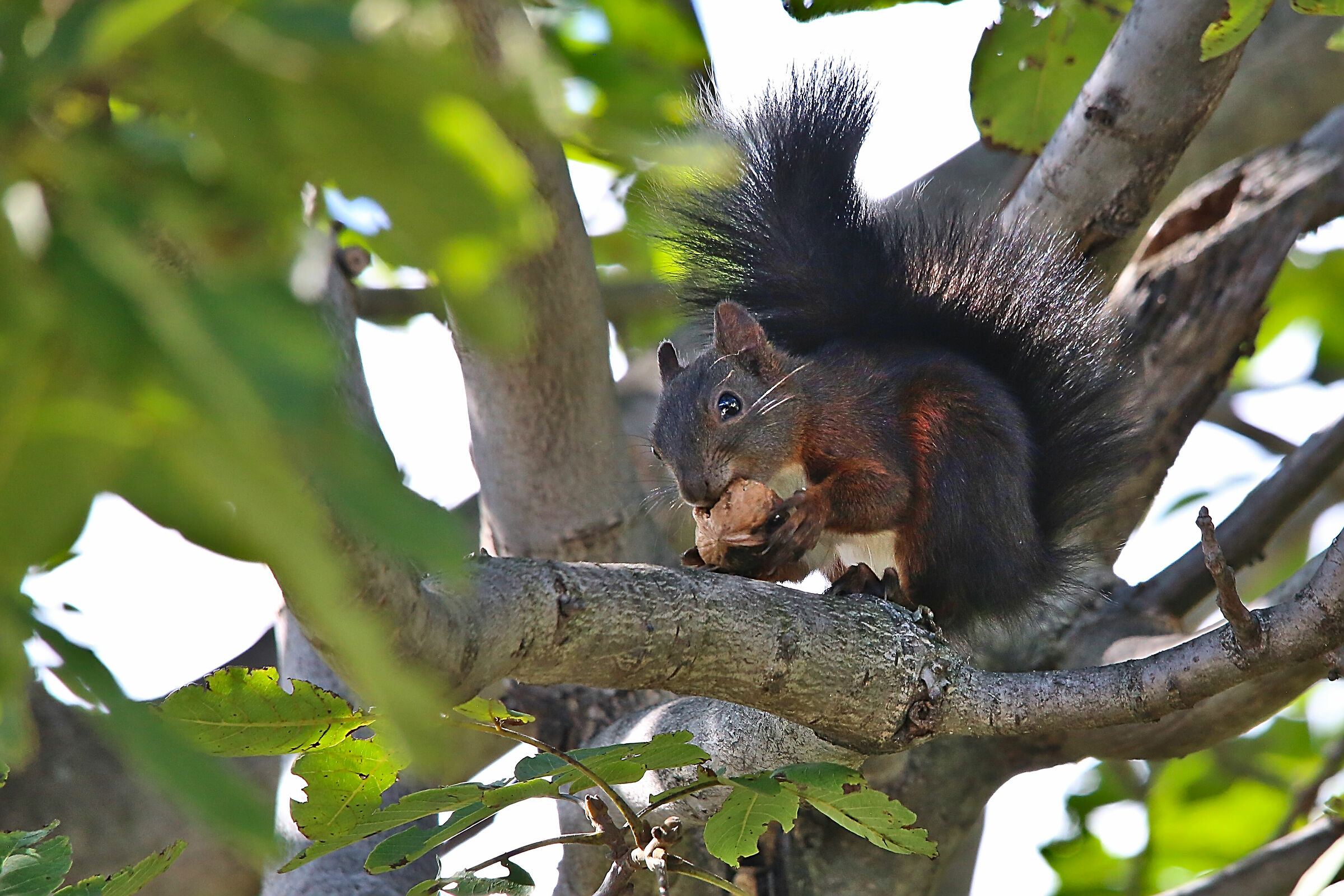 Always stealing my nuts...