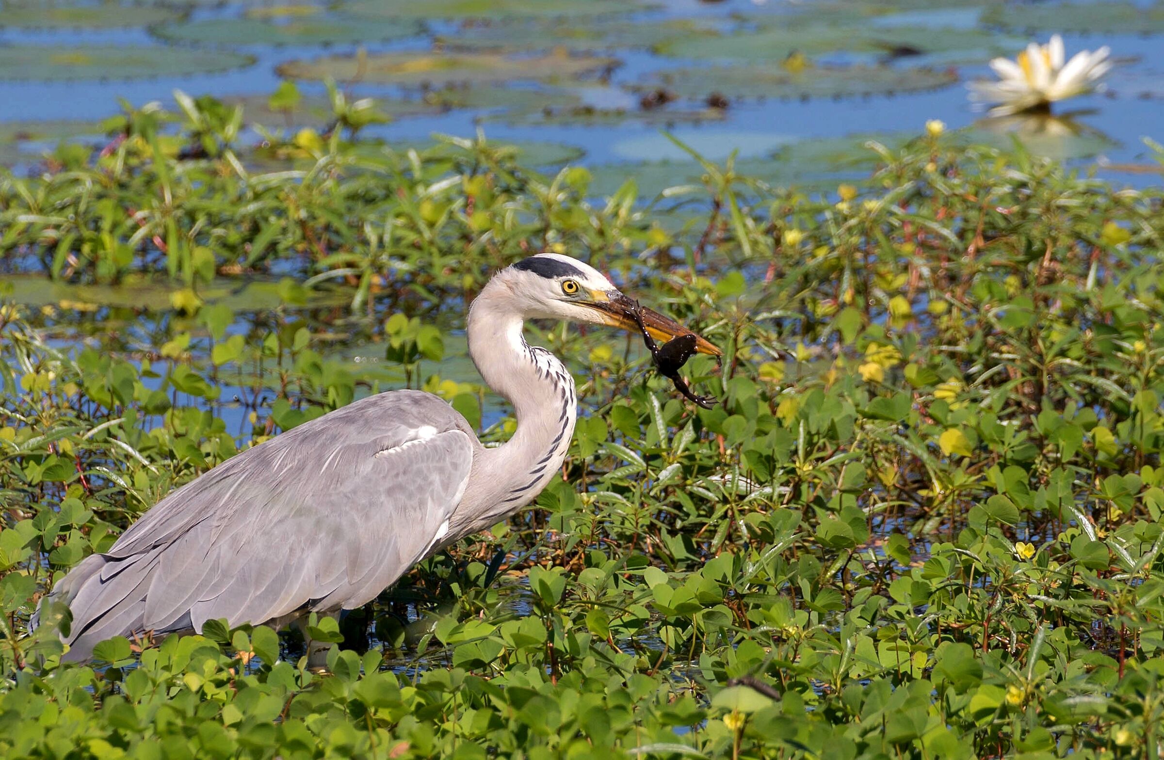 Ce la faccio o non ce la faccio? Forse ce la faccio...